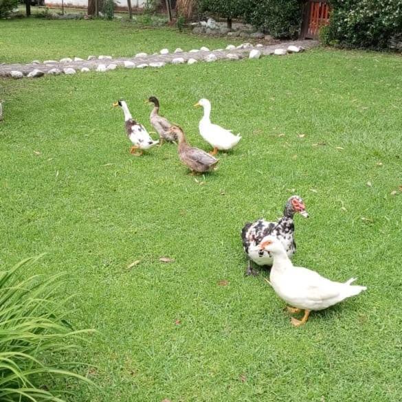 Finca El Milagro La Silleta エクステリア 写真
