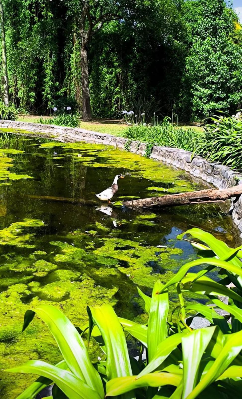Finca El Milagro La Silleta エクステリア 写真